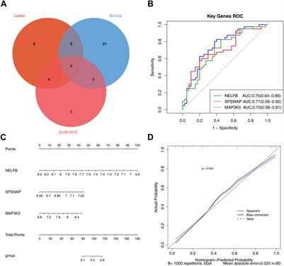 Identification of mitophagy-related biomarkers in human osteoporosis based on a machine learning model